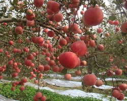 蘋(píng)果果園基地